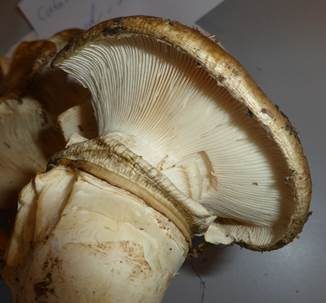 Doppelring-Trichterling, Foto 3
