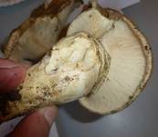 Doppelring-Trichterling, Foto 11