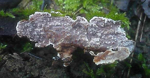 Dornige Wachskruste, Foto 2