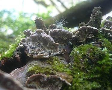 Dornige Wachskruste, Foto 3