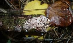 Dornige Wachskruste, Foto 6
