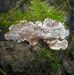 Dornige Wachskruste, Foto 8