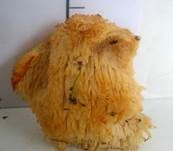 Dorniger Stachelbart, Foto 21