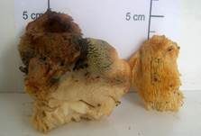 Dorniger Stachelbart, Foto 24