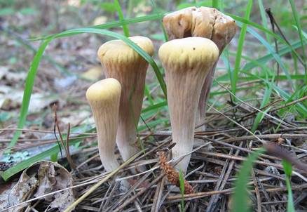 Abgestutzte Riesenkeule, Foto 2