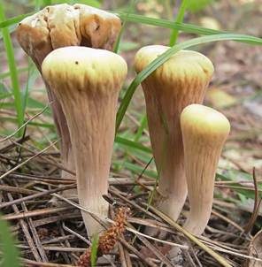 Abgestutzte Riesenkeule, Foto 3