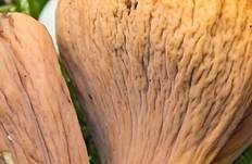 Abgestutzte Riesenkeule, Foto 13