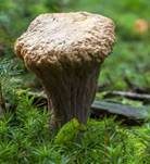 Abgestutzte Riesenkeule, Foto 15