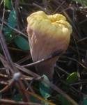 Abgestutzte Riesenkeule, Foto 17