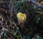 Abgestutzte Riesenkeule, Foto 19