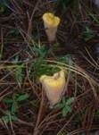 Abgestutzte Riesenkeule, Foto 20