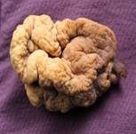 Abgestutzte Riesenkeule, Foto 22