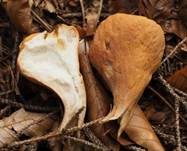 Abgestutzte Riesenkeule, Foto 24
