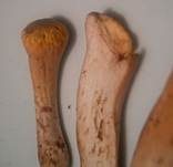 Abgestutzte Riesenkeule, Foto 26
