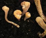 Abgestutzte Riesenkeule, Foto 27