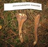 Abgestutzte Riesenkeule, Foto 28