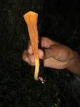 Abgestutzte Riesenkeule, Foto 30