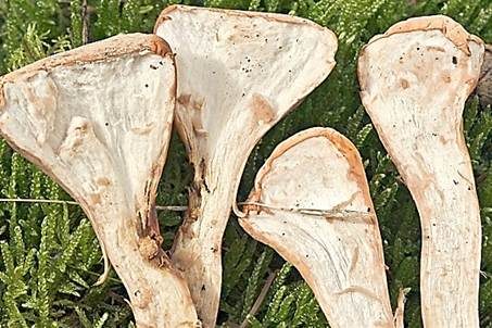 Abgestutzte Riesenkeule, Foto 5