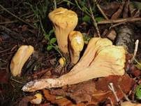 Abgestutzte Riesenkeule, Foto 6