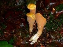 Abgestutzte Riesenkeule, Foto 7