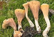 Abgestutzte Riesenkeule, Foto 8