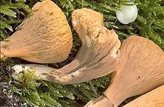 Abgestutzte Riesenkeule, Foto 9