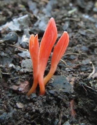 Aprikosenfarbenes Keulchen, Foto 3