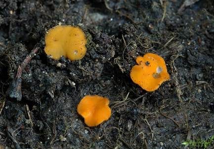 Dottergelber Erdborstling, Foto 2