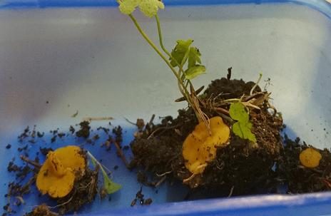 Dottergelber Erdborstling, Foto 3