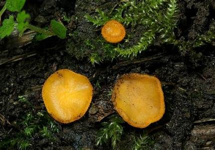 Dottergelber Erdborstling, Foto 4