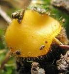 Dottergelber Erdborstling, Foto 5