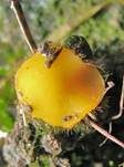 Dottergelber Erdborstling, Foto 6