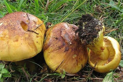 Dottergelber Klumpfuß, Foto 2