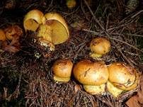 Dottergelber Klumpfuß, Foto 13