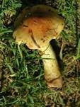 Dottergelber Klumpfuß, Foto 14