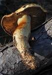 Dottergelber Klumpfuß, Foto 6