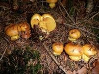 Dottergelber Klumpfuß, Foto 8