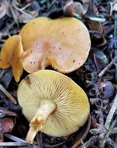 Dottergelber Schönkopf, Foto 2