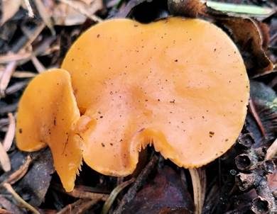Dottergelber Schönkopf, Foto 3