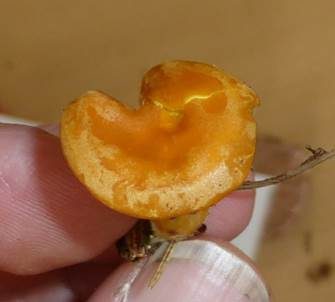 Dottergelber Schönkopf, Foto 6