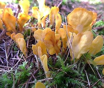 Dottergelber Spateling, Foto 2