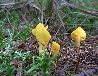 Dottergelber Spateling, Foto 3