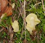Dottergelber Spateling, Foto 13