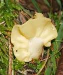 Dottergelber Spateling, Foto 14