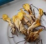 Dottergelber Spateling, Foto 15