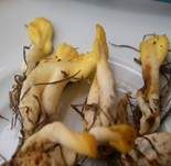 Dottergelber Spateling, Foto 16