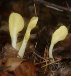 Dottergelber Spateling, Foto 18