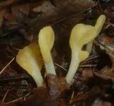 Dottergelber Spateling, Foto 19