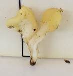 Dottergelber Spateling, Foto 20