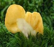 Dottergelber Spateling, Foto 21